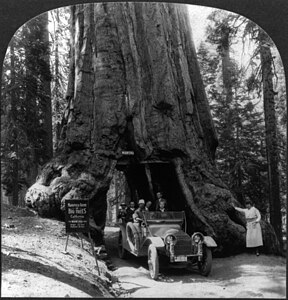 Wawona Tree, by Keystone View Co. (restored by Durova)