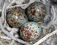 Eggs in a nest