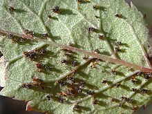 "Phragmidium mucronatum" found on "Rosa canina" in Beskid Wyspowy, Śnieżnica, Poland