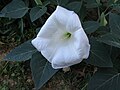 Datura wrightii