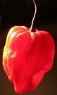 Scotch bonnet