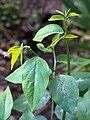 Sprouting shoots of Sauropus androgynus