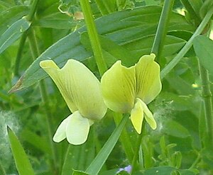 Vicia grandiflora