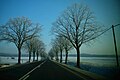 Country road as an avenue in Germany