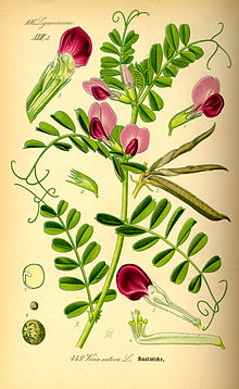 Illustration Vicia sativa0.jpg