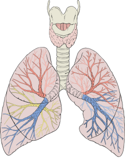 Pulmones