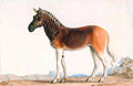 Quagga