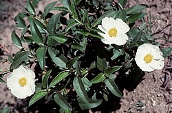 Laakerikistus (Cistus laurifolius)