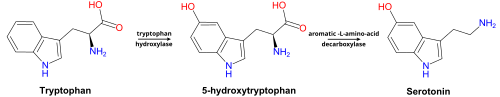 Metabolismo da Triptofano a Serotonina