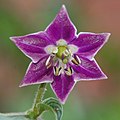 Typical flower of a rukutu: purple corolla with white spots in the center