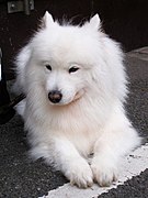 Samoyed dog