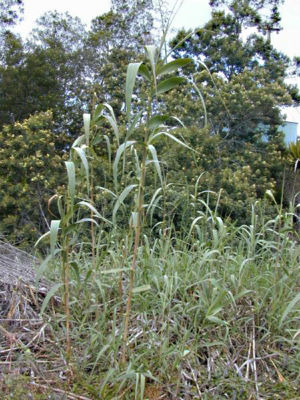 Itala kano (Arundo donax)