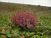 Struikhei (Calluna vulgaris)