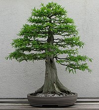 Fotografie de bonsai formal în stil vertical, în stil Bald cypress bonsai