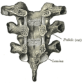 Arcade vertebrale ale celor trei vertebre toracice