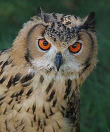 Bengalhubro, Bubo bengalensis Foto: K.P.Wisniewski