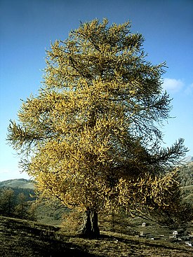 Euroopanlehtikuusi (Larix decidua)