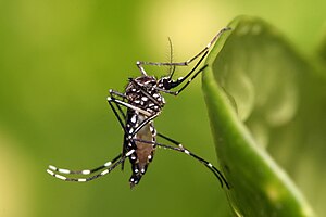 Aedes aegypti mosquito