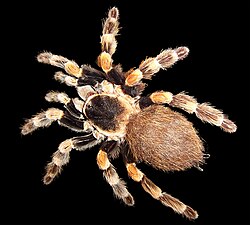 Meksikas tarantuls (Brachypelma smithi)