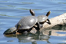 Trachemys nebulosa