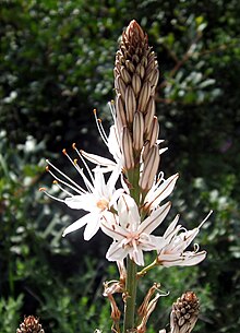 Mallorca Flower.jpg