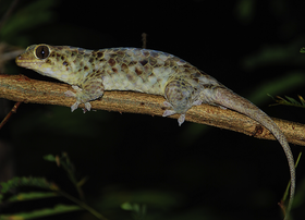 Um lagarto-escama-de-peixe (Geckolepis megalepis).