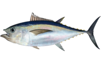 Thunnus obesus, atun moja, begihandia