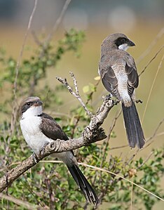 *** Long-tailed Fiscals, Lanius cabanisi, Mikumi National Park, Tanzania