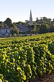 Vignes et village