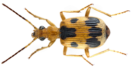 Brachinus nobilis