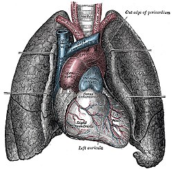 Cor pulmonesque