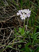 Variété aux pétales blancs.