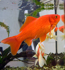 Aquarium scene with a bright orange goldfish swimming, tail at lower left, head at upper right, with some driftwood and another goldfish, white and orange, behind.