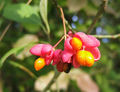 Plody brslenu evropského (Euonymus europaeus)