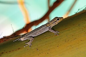 White-headed dwarf gecko