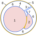 Querschnitt durch den Scheidenhautfortsatz: 1 Hoden 2 Nebenhoden 3 Hodengekröse 4 Organblatt der Scheidenhaut    (Epiorchium) 5 Wandblatt der Scheidenhaut    (Periorchium) 6 Cavum vaginale 7 Nebenhodengekröse 8 Fascia spermatica interna