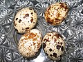 Telur puyuh ternak, Coturnix japonica.