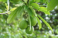 Developing fruits