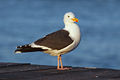 Gull 4837.jpg