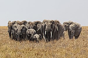 Eliffantod y Serengeti