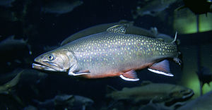 Salvelinus fontinalis