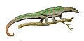 Megalancosaurus preonensis