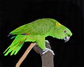 Yellow-naped Amazon.jpg